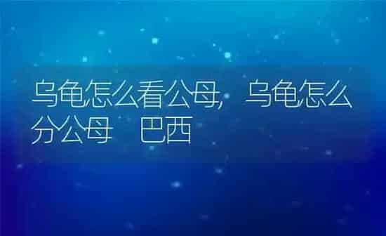 乌龟怎么看公母,乌龟怎么分公母 巴西 | 养殖科普