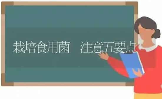 栽培食用菌 注意五要点 | 养殖知识