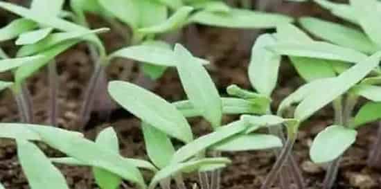 夏季种植茄子高产管理技术 | 三农知识