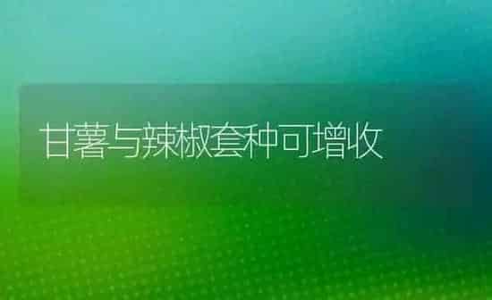 甘薯与辣椒套种可增收 | 养殖知识