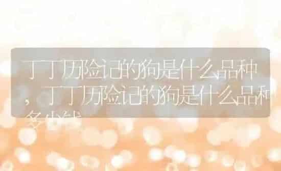 丁丁历险记的狗是什么品种,丁丁历险记的狗是什么品种多少钱 | 养殖科普