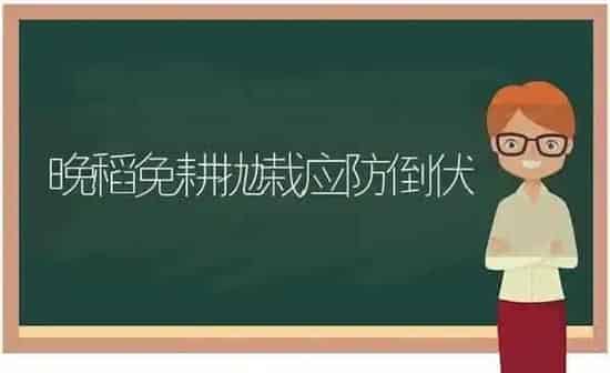 晚稻免耕抛栽应防倒伏 | 养殖知识