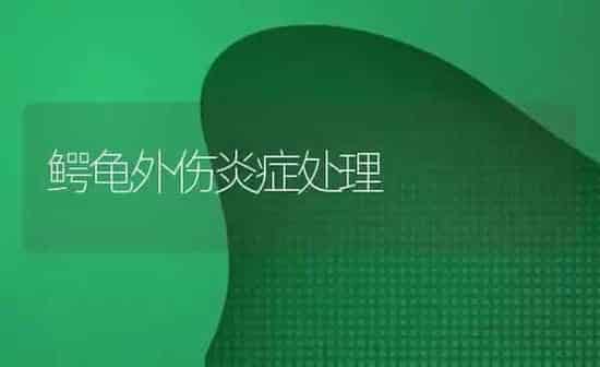 鳄龟外伤炎症处理 | 养殖知识