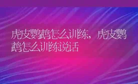虎皮鹦鹉怎么训练,虎皮鹦鹉怎么训练说话 | 养殖科普