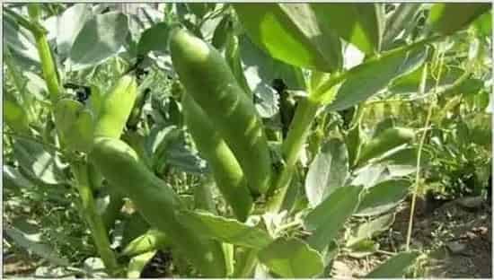 蚕豆产量低的原因 | 妙招大全
