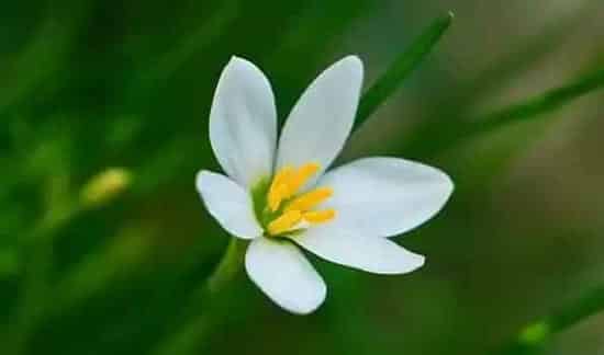 葱兰不开花咋办 | 农广天地