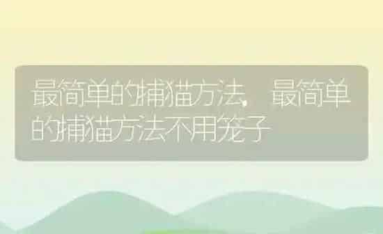 最简单的捕猫方法,最简单的捕猫方法不用笼子 | 养殖资料
