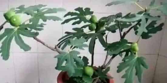 盆栽无花果挂果少？这三大养护要点需注意！ | 三农知识