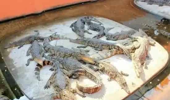 北方适合养殖鳄鱼吗? | 农广天地