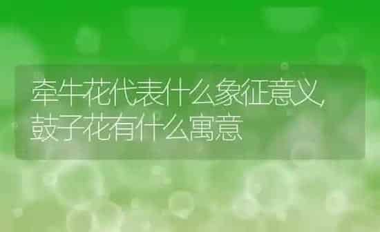 牵牛花代表什么象征意义,鼓子花有什么寓意 | 养殖科普
