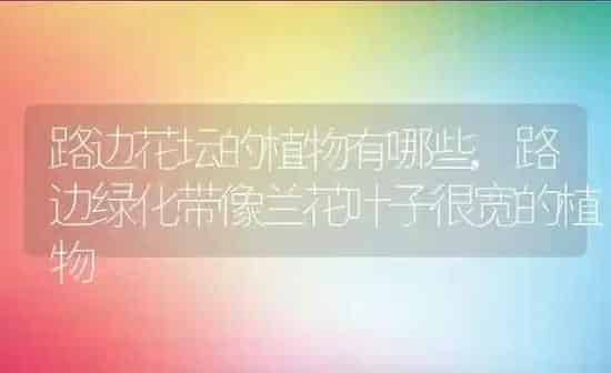 路边花坛的植物有哪些,路边绿化带像兰花叶子很宽的植物 | 养殖学堂