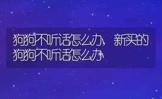 狗狗不听话怎么办,新买的狗狗不听话怎么办 | 养殖科普