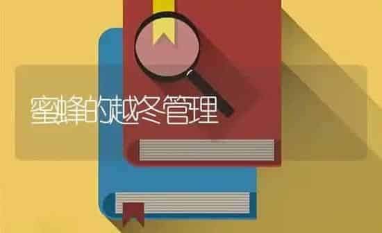 蜜蜂的越冬管理 | 养殖知识