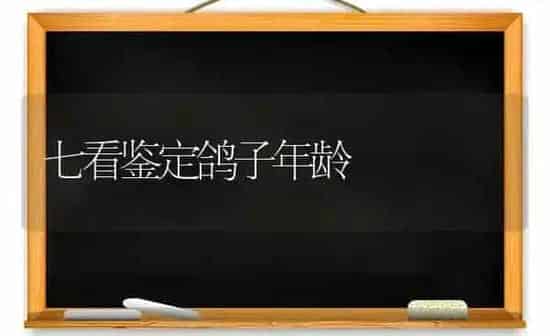七看鉴定鸽子年龄 | 养殖知识