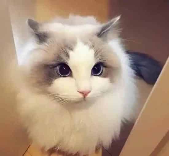 布偶猫拉稀了怎么办,布偶猫拉稀怎么办，布偶猫老是拉稀，布偶猫拉稀很有精神？