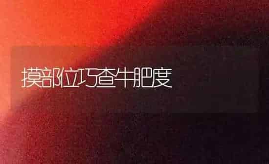 摸部位巧查牛肥度 | 养殖知识