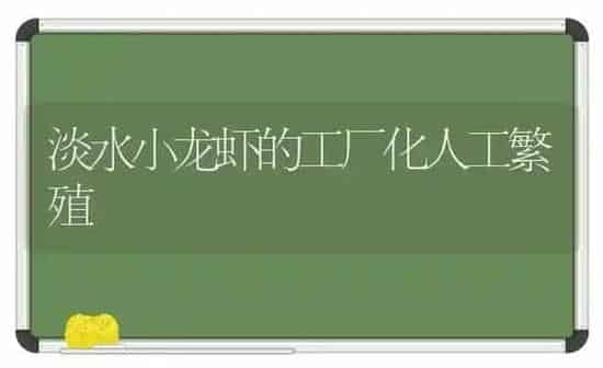 淡水小龙虾的工厂化人工繁殖 | 养殖知识