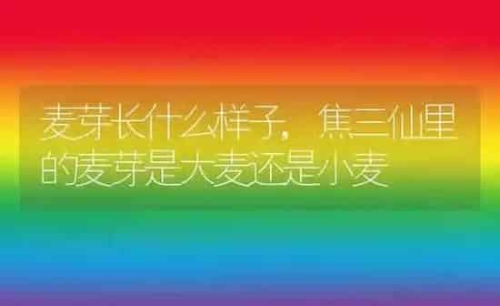 麦芽长什么样子,焦三仙里的麦芽是大麦还是小麦 | 养殖学堂
