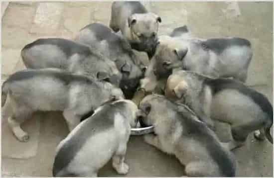 肉狗的生活习性有哪些 | 实用知识