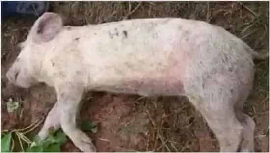 猪突然死亡的原因 | 生活妙招