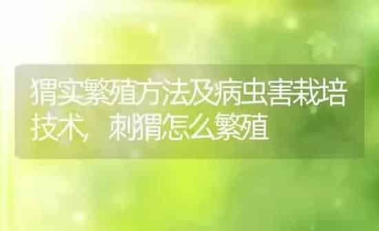 猬实繁殖方法及病虫害栽培技术,刺猬怎么繁殖 | 养殖学堂