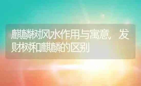 麒麟树风水作用与寓意,发财树和麒麟的区别 | 养殖学堂