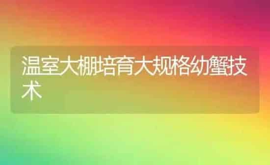 温室大棚培育大规格幼蟹技术 | 养殖技术大全