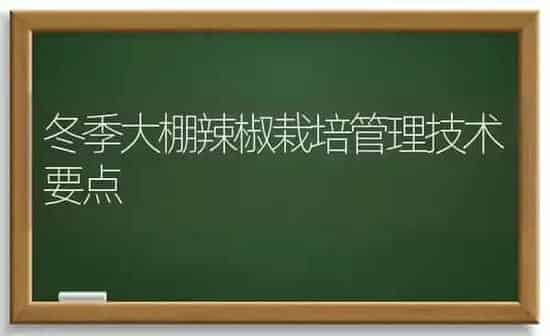 冬季大棚辣椒栽培管理技术要点 | 养殖知识