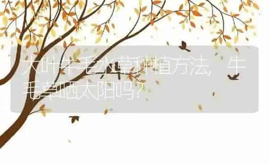大叶牛毛水草种植方法,牛毛草晒太阳吗？ | 养殖科普