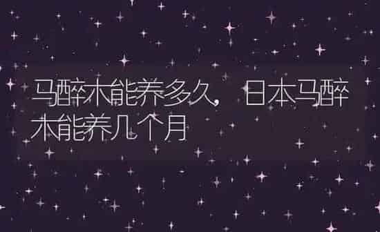 马醉木能养多久,日本马醉木能养几个月 | 养殖学堂