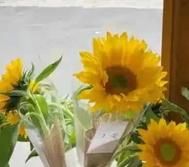 什么花供佛最吉祥好运,佛前供几朵花？什么花最好？用什么花供佛？