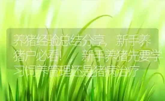 养猪经验总结分享,新手养猪户必看!,新手养猪先要学习饲养管理还是猪病治疗 | 养殖学堂