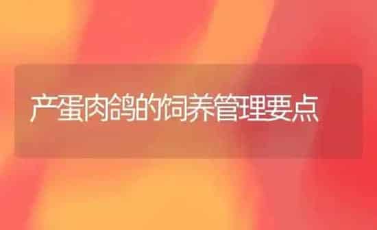 产蛋肉鸽的饲养管理要点 | 养殖知识