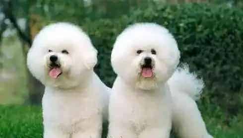 比熊呕吐是什么原因造成的,我的比熊犬为什么老是呕吐？