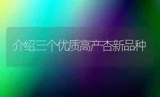 介绍三个优质高产杏新品种 | 养殖技术大全