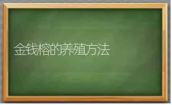 金钱榕的养殖方法 | 养殖知识