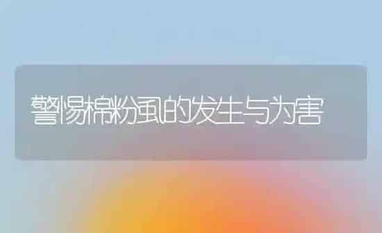 警惕棉粉虱的发生与为害 | 养殖知识