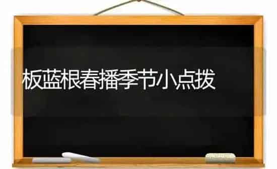 板蓝根春播季节小点拨 | 养殖知识