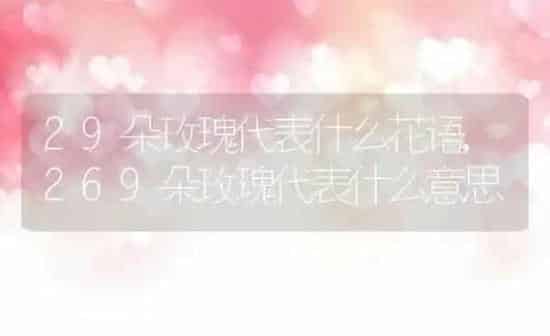 29朵玫瑰代表什么花语,269朵玫瑰代表什么意思 | 养殖学堂