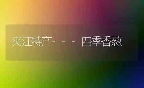 夹江特产---四季香葱 | 养殖知识