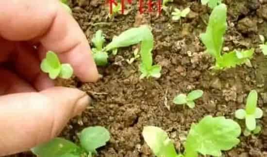 间苗是什么意思 | 生活常识