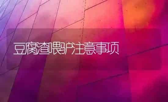 豆腐渣喂驴注意事项 | 养殖技术大全