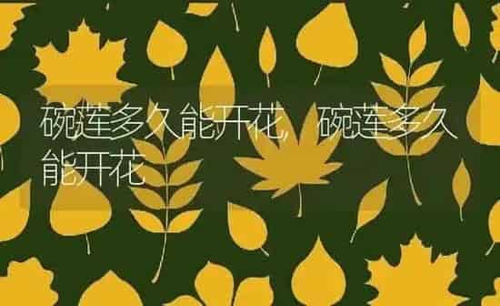 碗莲多久能开花,碗莲多久能开花 | 养殖科普