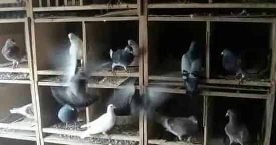 信鸽养殖最忌讳什么 | 三农知识