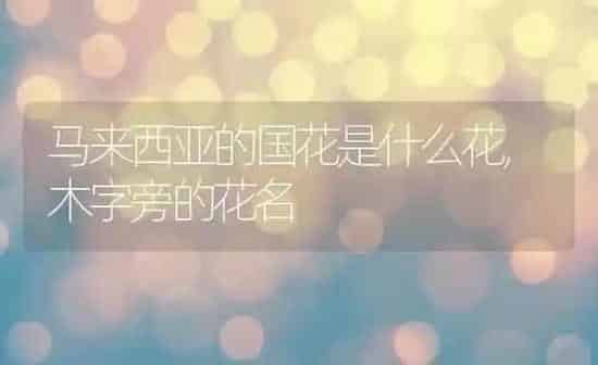 马来西亚的国花是什么花,木字旁的花名 | 养殖学堂
