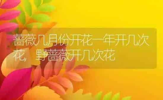 蔷薇几月份开花一年开几次花,野蔷薇开几次花 | 养殖学堂