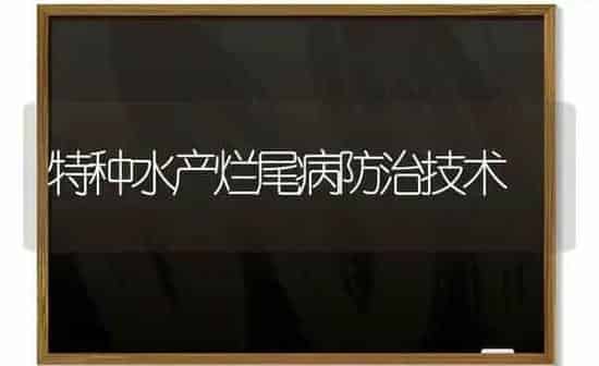 特种水产烂尾病防治技术 | 养殖知识