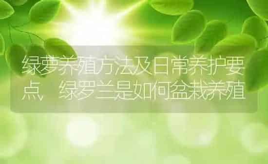 绿萝养殖方法及日常养护要点,绿罗兰是如何盆栽养殖 | 养殖学堂