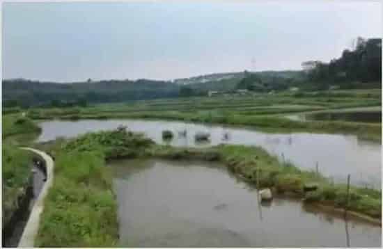 田螺养殖方法:稻田养螺技术 | 常识大全