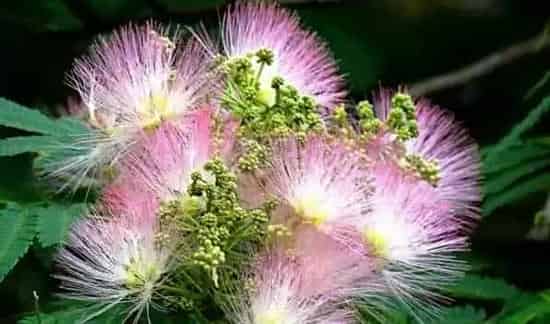 合欢花和金银花的区别 | 实用知识